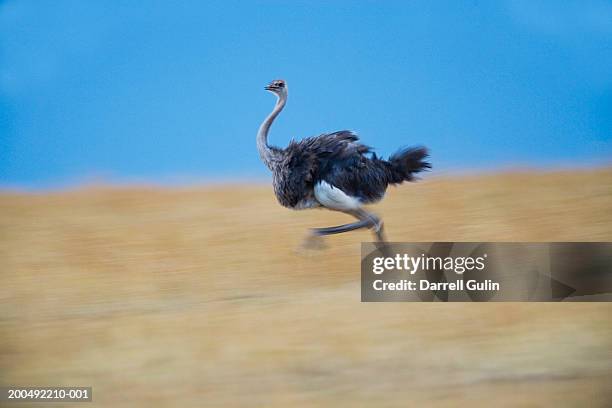 female ostrich (struthio camelus) running, side view (blurred motion) - ostrich running speed stock pictures, royalty-free photos & images