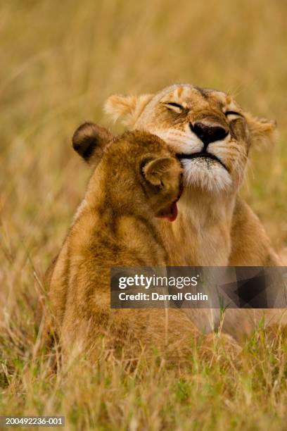 lion cub licking mother (panthera leo) - lioness stock pictures, royalty-free photos & images