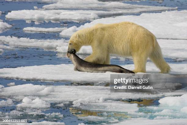 polar bear (ursus maritimus) dragging dead ringed seal (phoca hispida) - dead seal - fotografias e filmes do acervo