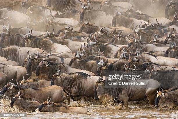 herd of migrating wildebeest (connochaetes taurinus) crossing river - river mara stock pictures, royalty-free photos & images