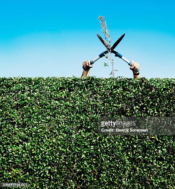 senior man cutting twig on hedge - pruning shears fotografías e imágenes de stock