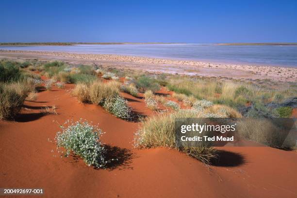 western australia, great sandy desert, salt lake and sand dunes - great sandy desert stock-fotos und bilder