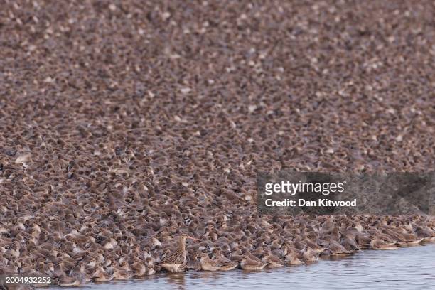 Black tailed godwit stands amongst thousands of knot as they rest on the lagoon during the 'Snettisham Spectacular' on February 12, 2024 in...
