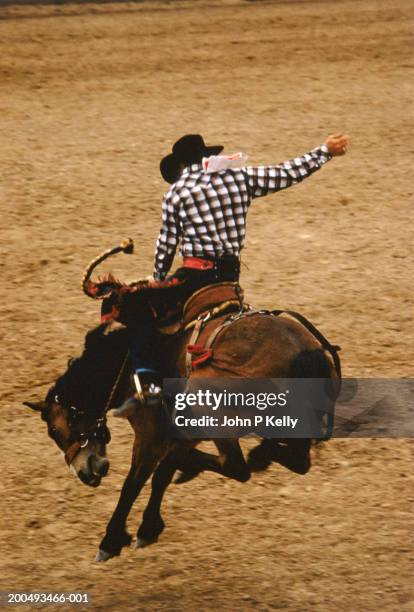 Bronc Rider Animals Bronco Animal Photos and Premium High Res Pictures - Getty Images