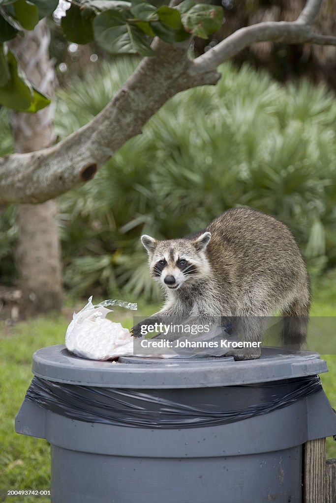 Raccoon (Procyon lotor) feasting on leftover sandwich in garbage bin