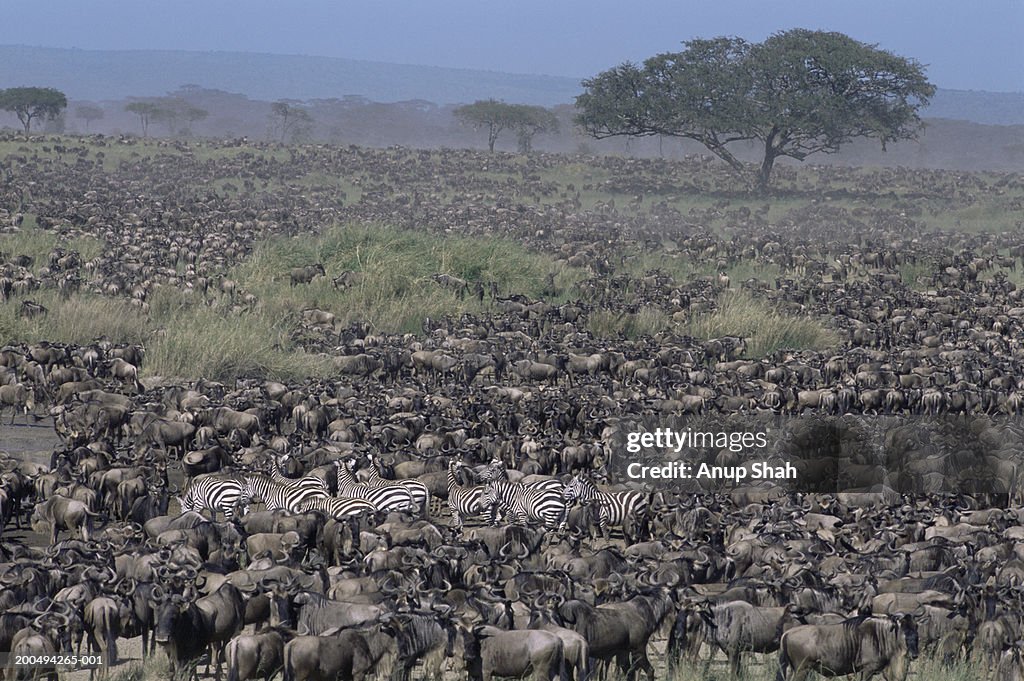 Migrating herds of plains Zebra and wildebeest