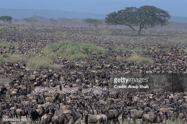 migrating herds of plains zebra and wildebeest - zebra herd stock pictures, royalty-free photos & images