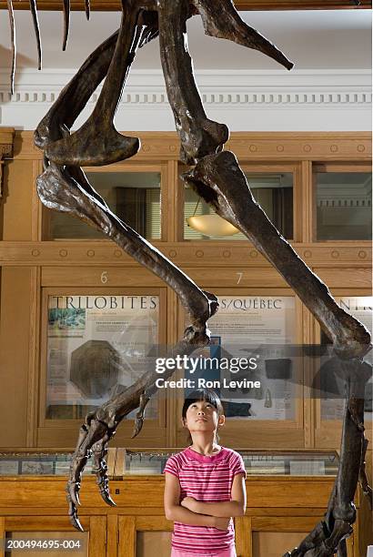 girl (9-11) staring up at tyrannosaurus rex skeleton in museum - dinosaur skeleton stockfoto's en -beelden