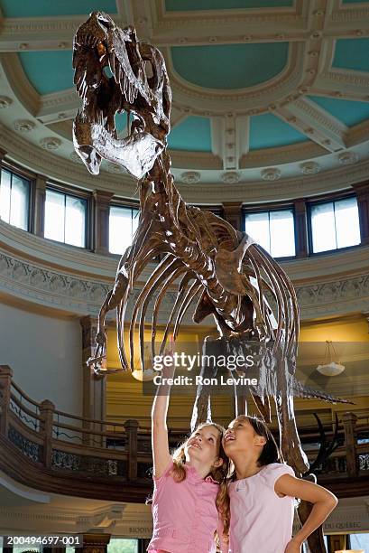 two girls (7-11) looking at  tyrannosaurus rex skeleton in museum - dinosaur skeleton stockfoto's en -beelden