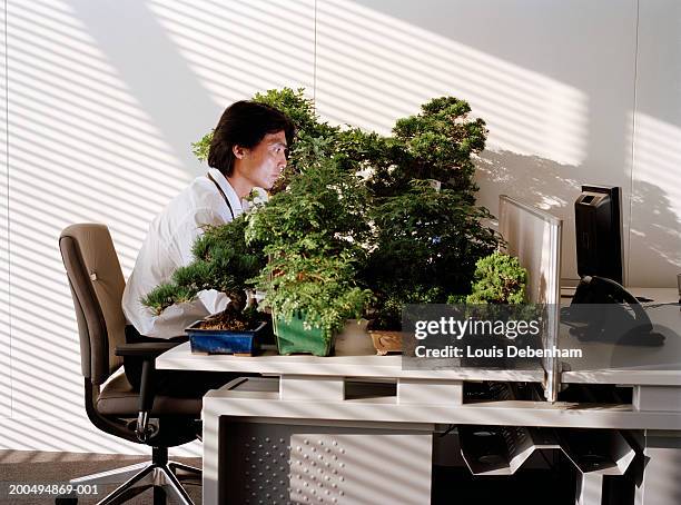 businessman at desk with large group of bonsai trees - bonsai tree office stock pictures, royalty-free photos & images