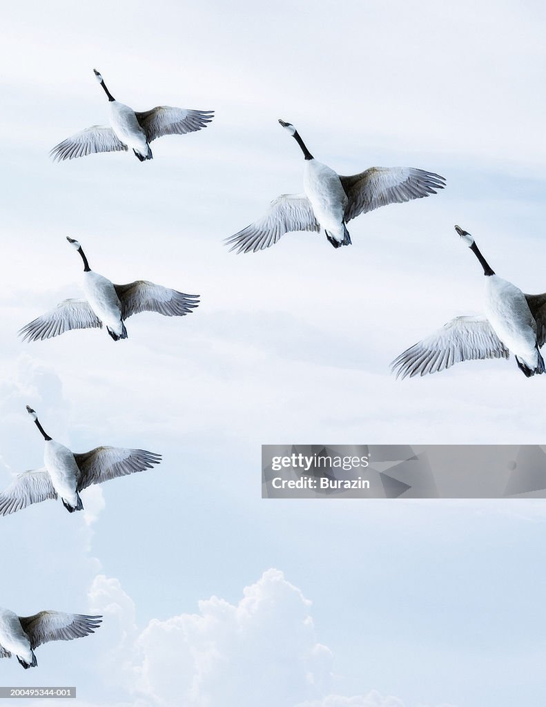 Flock of Canadian geese (Branta canadensis) flying (digital composite)