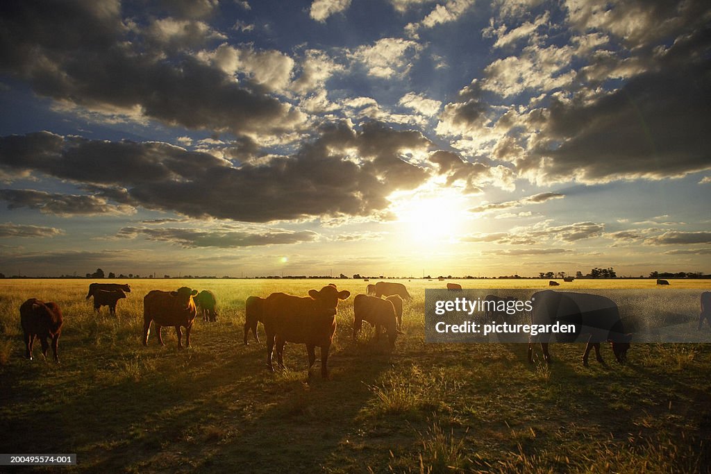 Cattle in field, sunset