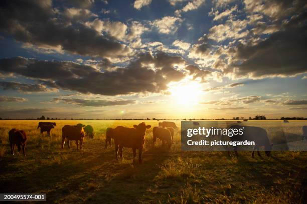 cattle in field, sunset - manada - fotografias e filmes do acervo