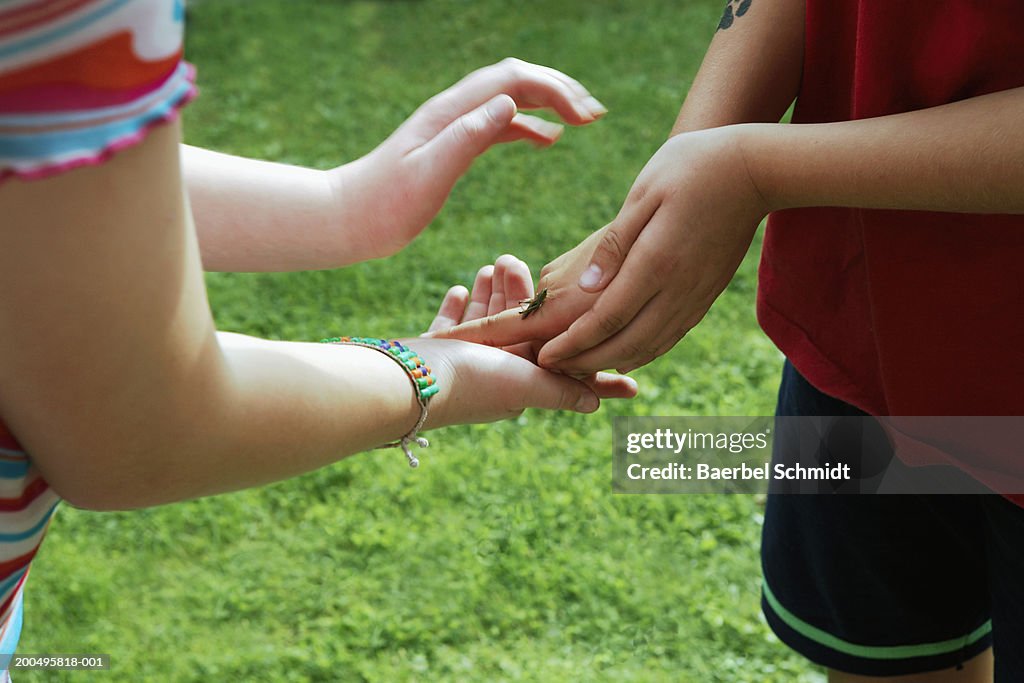 Two girls (6-9) holding grasshopper, close-up, summer