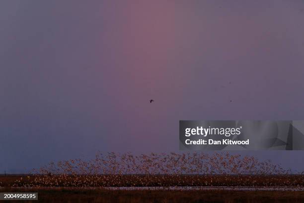 Thousands wading birds including knot and curlew fly over the wash in front of a rainbow during the 'Snettisham Spectacular' on February 12, 2024 in...