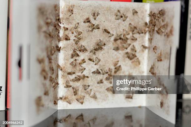 pantry moth trap - infestation stock pictures, royalty-free photos & images