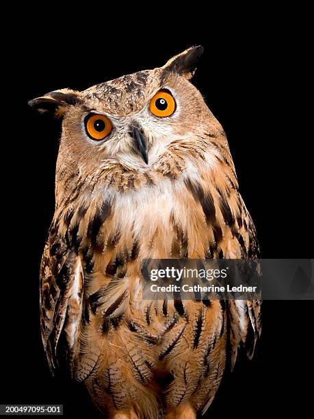 eurasian eagle owl (bubo bubo) - buboes stock pictures, royalty-free photos & images