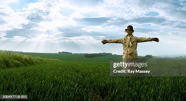 scarecrow in field - scarecrow stock pictures, royalty-free photos & images