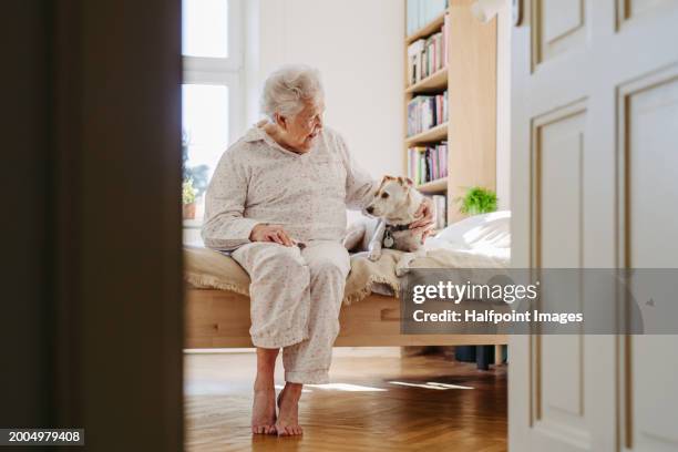 elderly woman in pyjamas sitting on bed, petting her dog. cute dog lying on bed by elderly owner. dog as companion for senior people. - vedova foto e immagini stock