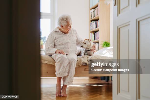 elderly woman in pyjamas sitting on bed, petting her dog. cute dog lying on bed by elderly owner. dog as companion for senior people. - widow stock pictures, royalty-free photos & images