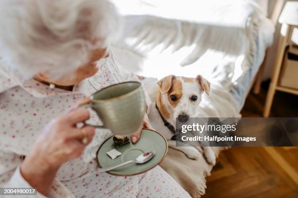 elderly woman in pyjamas sitting on bed with her dog, drinking hot tea in the morning. cute dog lying on bed by elderly owner. dog as companion for senior people. - neurodegenerative disease stock pictures, royalty-free photos & images