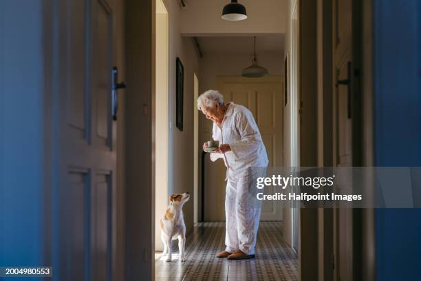 elderly woman in pyjamas drinking hot tea in the morning, talking with her dog. cute dog looking at elderly owner. dog as companion for senior people. - incontinence stock pictures, royalty-free photos & images