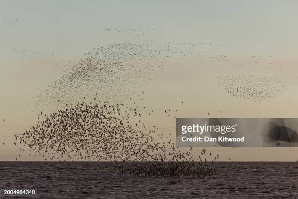 Thousands wading birds including predominantly knot, oystercatcher, redshank and curlew murmurate over the wash as the tide recedes during the...