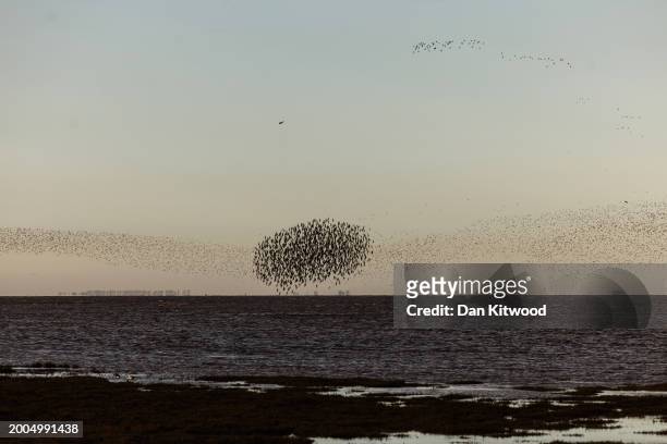Thousands wading birds including predominantly knot, oystercatcher, redshank and curlew murmurate over the wash as the tide recedes during the...