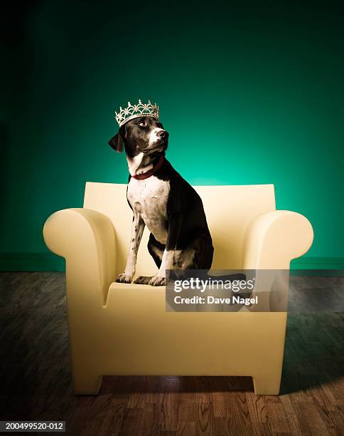 dog on armchair, wearing tiarra - dog tiara stock pictures, royalty-free photos & images