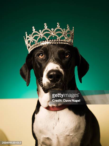 dog wearing tiarra, close-up - tiara stockfoto's en -beelden