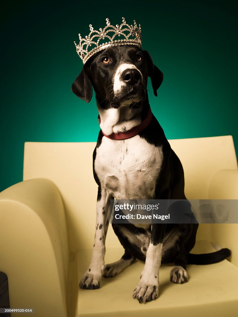 Dog on armchair, wearing tiarra