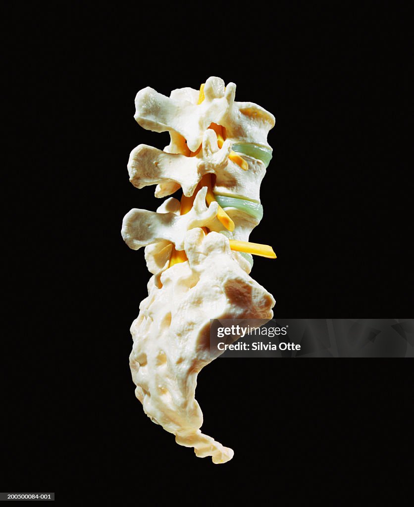 Plastic sacrum and coccyx model, close-up, rear view