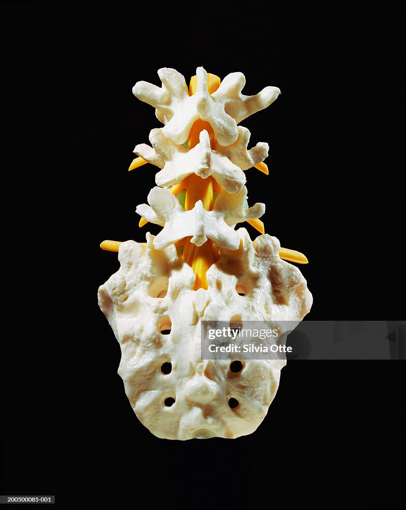 Plastic sacrum, coccyx and lumbar spine model, close-up, rear view