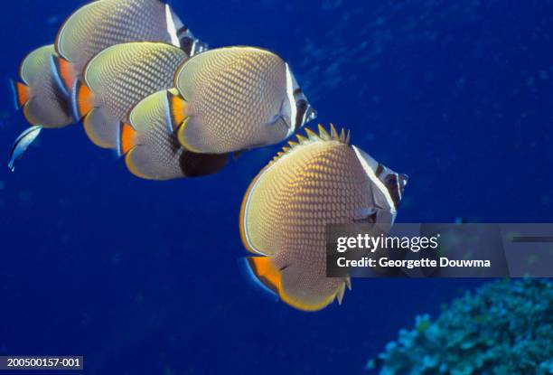 Collared Fish School Of Collared Butterflyfish Underwater View High-Res Stock Photo ...