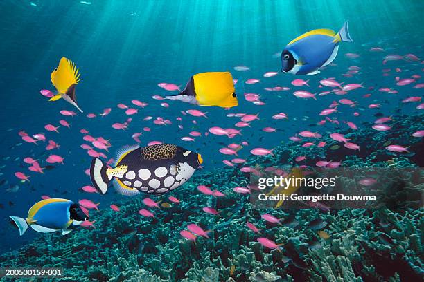 tropical fish over reef, underwater view, (digital composite) - doktorfisch stock-fotos und bilder