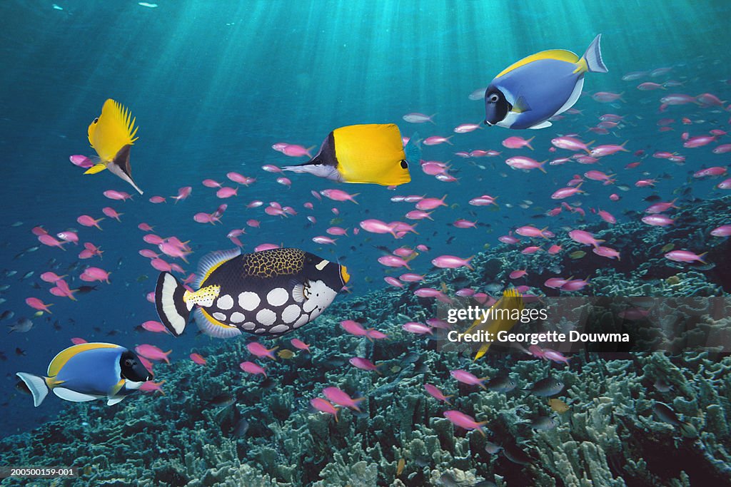 Tropical fish over reef, underwater view, (digital composite)