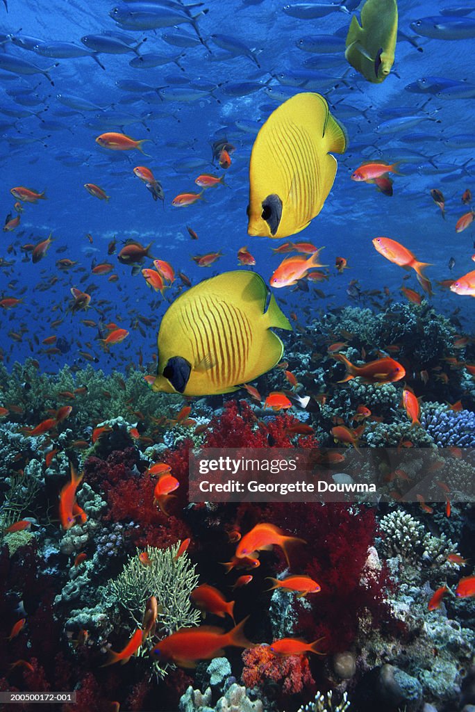 Fish over coral reef, underwater view, (digital composite)