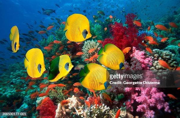 fish over coral reef, underwater view, (digital composite) - ocean fish stock-fotos und bilder