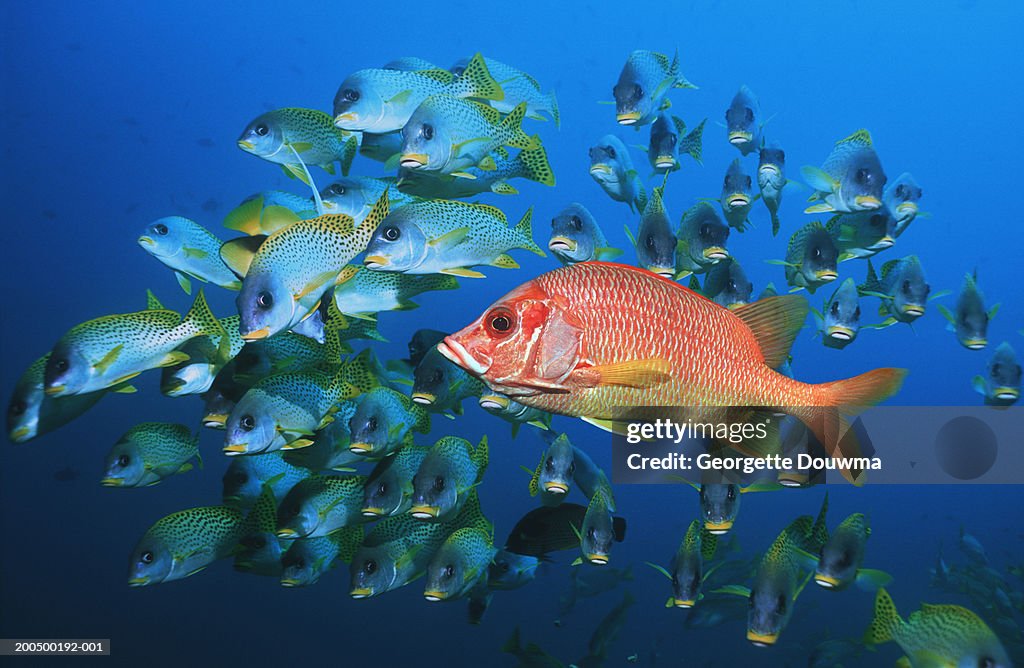 School of fish, underwater view, (digital composite)