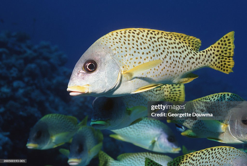 School of blackspotted sweetlips, underwater view