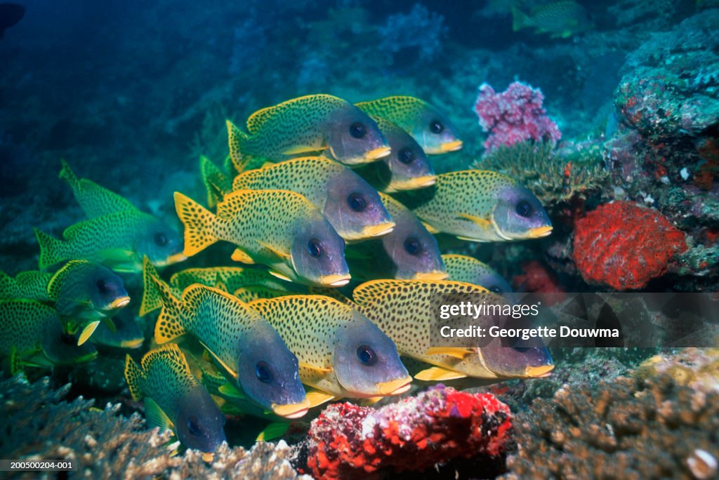 School of blackspotted sweetlips, underwater view