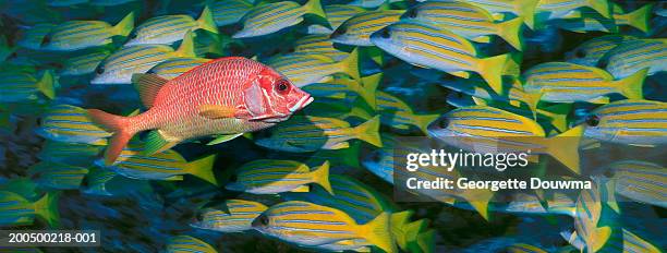 giant squirrelfish swimming in opposite direction to bluelined snapper - long jawed squirrel fish stockfoto's en -beelden