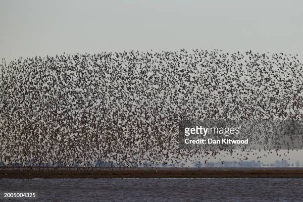 Thousands wading birds including predominantly knot, oystercatcher, redshank and curlew murmurate over the wash at high tide during the 'Snettisham...
