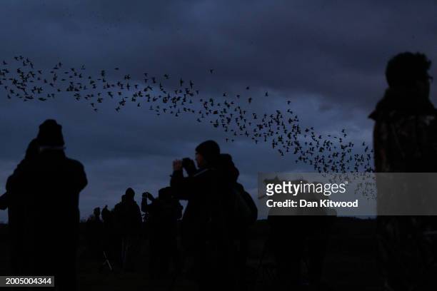 Birdwatchers line the shore as thousands of wading birds including predominantly knot, oystercatcher, redshank and curlew murmurate leave the wash at...