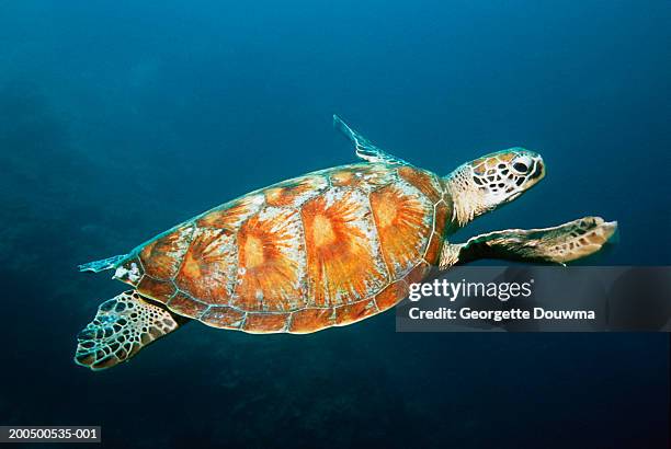 green turtle (chelonia mydas) swimming, underwater view - sipadan island stock pictures, royalty-free photos & images
