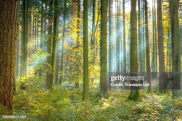 beams of sunlight in pine forest (pinus sp.), autumn - coniferous tree foto e immagini stock