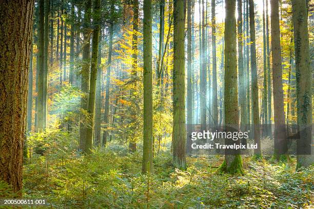 beams of sunlight in pine forest (pinus sp.), autumn - tall stock pictures, royalty-free photos & images