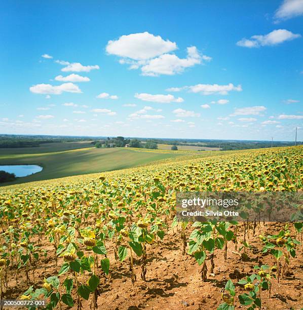 france, midi-pyrenees, gascony, gers, demu, sunflower fields - demu stock pictures, royalty-free photos & images