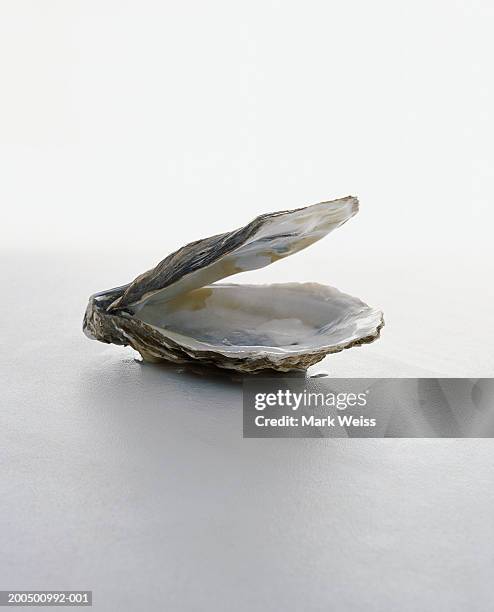 empty open oyster - oyster stock-fotos und bilder