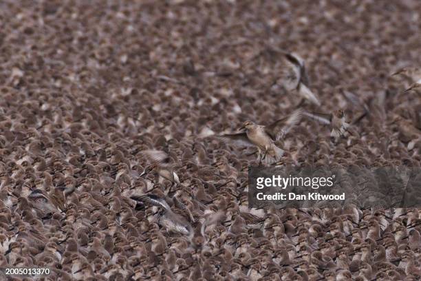Thousands of knot come in to rest on the lagoon during the 'Snettisham Spectacular' on February 12, 2024 in Snettisham, Norfolk. The so called...